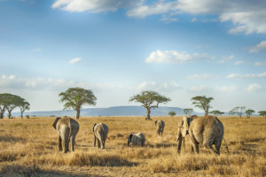 South African Safari Holidays