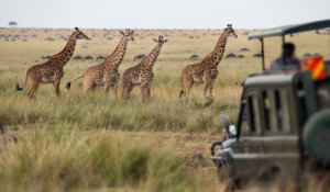 Best African Safari Tours from UK