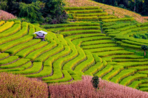 Vietnam Guided Holiday Packages