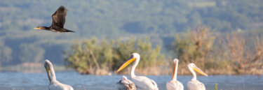 Pelicans on Lake Kirkini, Greece Wildlife Holiday