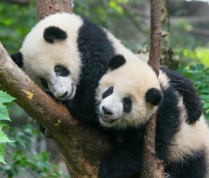 Historical China and Pandas Reserve