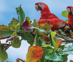 Wildlife and Scenic Tour of Beautiful Costa Rica