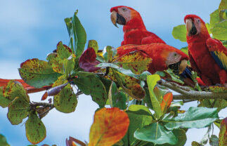 Wildlife and Scenic Tour of Beautiful Costa Rica