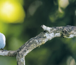 Birdwatching in Costa Rica