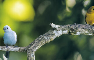 Birdwatching in Costa Rica