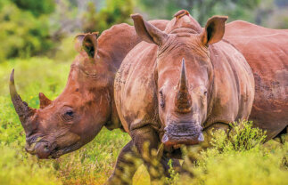 Wildlife and Landscapes of South Africa for Solo Travellers