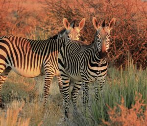 South Africa Safari, Wildlife and Panorama Route Tour