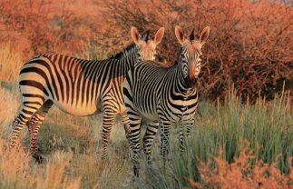 South Africa Safari, Wildlife and Panorama Route Tour