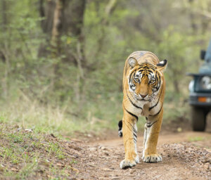 India’s Golden Triangle and Tiger Trail for Solo Travellers