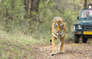 India’s Golden Triangle and Tiger Trail for Solo Travellers