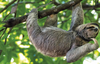 Wildlife and Scenic Tour of Beautiful Costa Rica