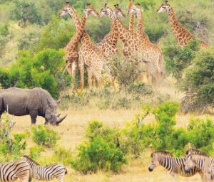 South Africa Safari, Wildlife and Panorama Route Tour