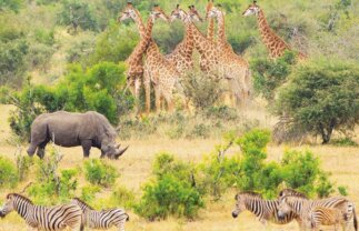 South Africa Safari, Wildlife and Panorama Route Tour