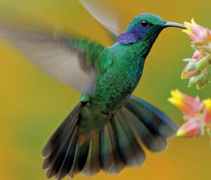 Birdwatching in Costa Rica