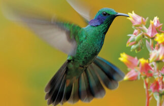 Birdwatching in Costa Rica