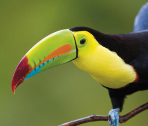 Beautiful Costa Rica Nature Tour for Solo Travellers