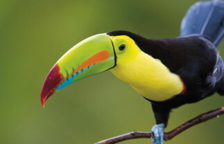 Beautiful Costa Rica Nature Tour for Solo Travellers