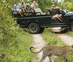 South Africa Safari, Wildlife and Panorama Route Tour