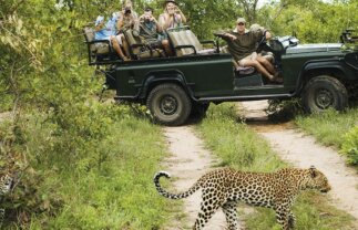 South Africa Safari, Wildlife and Panorama Route Tour