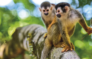 Wildlife and Scenic Tour of Beautiful Costa Rica