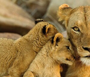 Astronomy and Wildlife in South Africa