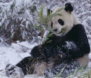 Historic China and Pandas – Christmas Special