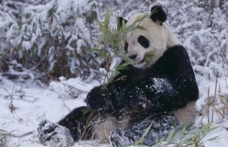 Historic China and Pandas – Christmas Special