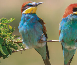 Birdwatching Danube Delta River Cruise