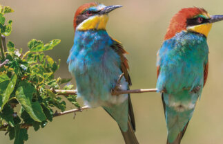 Birdwatching Danube Delta River Cruise