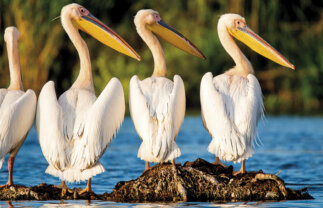 Budapest to Danube Delta Cultural and Nature Cruise