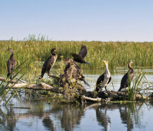 Grand River Cruise to the Danube Delta