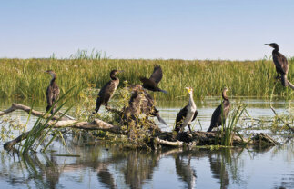 Grand River Cruise to the Danube Delta