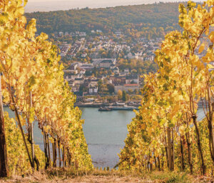 Autumnal Rhine Cruise