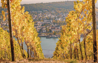 Autumnal Rhine Cruise