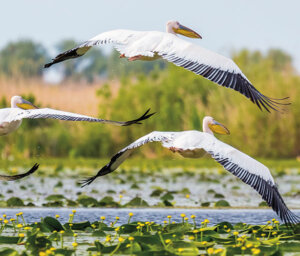 Highlights River Cruise to the Danube Delta