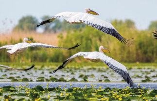 Highlights River Cruise to the Danube Delta