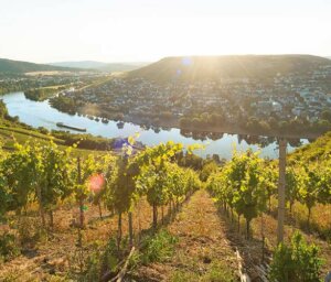 Autumn Rhine River Cruise for Solo Travellers