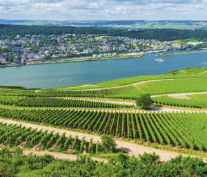 Rhine History and Vineyards Cruise