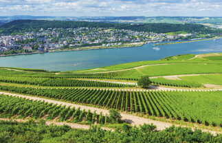 Rhine History and Vineyards Cruise