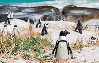 Wildlife and Landscapes of South Africa for Solo Travellers