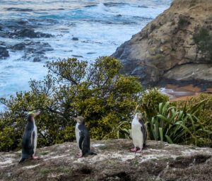 New Zealand North and South Islands Tour