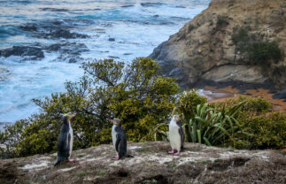 New Zealand North and South Islands Tour