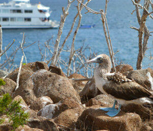 Boat Cruise of Galapagos – West & Central Islands