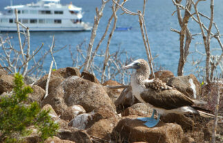 Boat Cruise of Galapagos – West & Central Islands