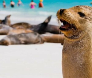 Boat Tour of Galapagos – Central & Eastern Islands