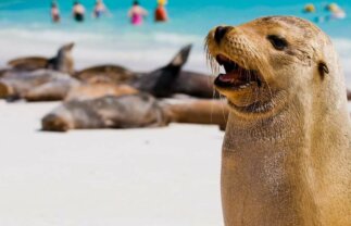 Boat Tour of Galapagos – Central & Eastern Islands