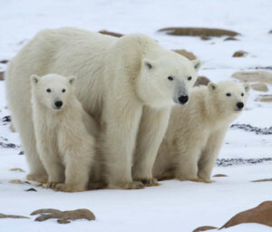 Polar Bears in Churchill – Photo Adventure