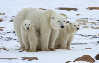 Polar Bears in Churchill – Photo Adventure