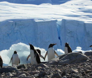 Fly and Cruise Antarctica Wildlife Tour