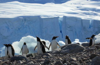 Fly and Cruise Antarctica Wildlife Tour